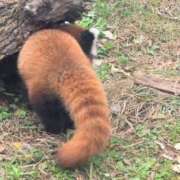 ヒメ日記 2025/11/13 12:18 投稿 さつき 熟女の風俗最終章 沼津店