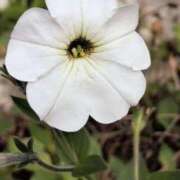 ヒメ日記 2025/11/14 09:20 投稿 さつき 熟女の風俗最終章 沼津店