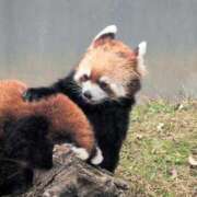 ヒメ日記 2025/11/15 09:02 投稿 さつき 熟女の風俗最終章 沼津店