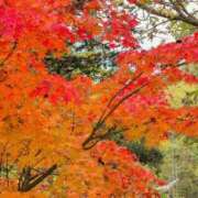 ヒメ日記 2025/11/15 09:48 投稿 さつき 熟女の風俗最終章 沼津店