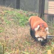 ヒメ日記 2025/11/16 08:55 投稿 さつき 熟女の風俗最終章 沼津店