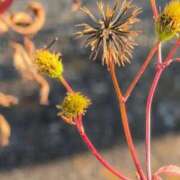 ヒメ日記 2025/11/17 23:08 投稿 さつき 熟女の風俗最終章 沼津店