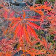 ヒメ日記 2025/11/17 23:30 投稿 さつき 熟女の風俗最終章 沼津店