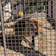 ヒメ日記 2025/11/19 10:48 投稿 さつき 熟女の風俗最終章 沼津店