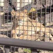 ヒメ日記 2025/11/19 11:00 投稿 さつき 熟女の風俗最終章 沼津店