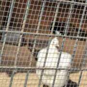 ヒメ日記 2025/11/19 11:20 投稿 さつき 熟女の風俗最終章 沼津店