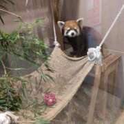 ヒメ日記 2025/11/20 07:32 投稿 さつき 熟女の風俗最終章 沼津店