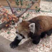 ヒメ日記 2025/11/20 12:38 投稿 さつき 熟女の風俗最終章 沼津店