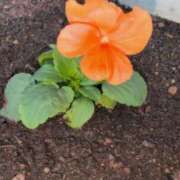 ヒメ日記 2025/11/23 22:18 投稿 さつき 熟女の風俗最終章 沼津店