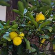 ヒメ日記 2025/11/24 13:48 投稿 さつき 熟女の風俗最終章 沼津店