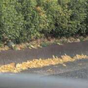 ヒメ日記 2025/11/26 14:18 投稿 さつき 熟女の風俗最終章 沼津店