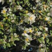 ヒメ日記 2025/11/30 10:08 投稿 さつき 熟女の風俗最終章 沼津店