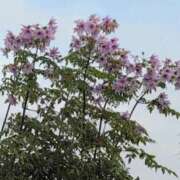 ヒメ日記 2025/12/02 12:25 投稿 さつき 熟女の風俗最終章 沼津店