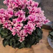 ヒメ日記 2025/12/03 21:58 投稿 さつき 熟女の風俗最終章 沼津店