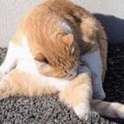 ヒメ日記 2025/12/07 10:58 投稿 さつき 熟女の風俗最終章 沼津店