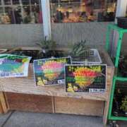 ヒメ日記 2025/12/11 19:38 投稿 さつき 熟女の風俗最終章 沼津店