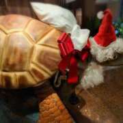 ヒメ日記 2025/12/25 15:58 投稿 さつき 熟女の風俗最終章 沼津店