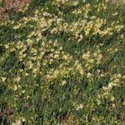 ヒメ日記 2026/01/12 09:58 投稿 さつき 熟女の風俗最終章 沼津店