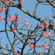 ヒメ日記 2026/01/12 14:58 投稿 さつき 熟女の風俗最終章 沼津店