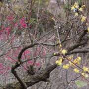 ヒメ日記 2026/01/15 15:58 投稿 さつき 熟女の風俗最終章 沼津店