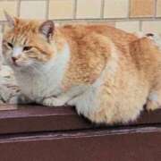 ヒメ日記 2026/01/17 13:38 投稿 さつき 熟女の風俗最終章 沼津店