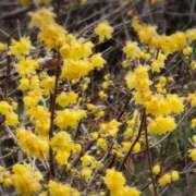 ヒメ日記 2026/01/17 17:19 投稿 さつき 熟女の風俗最終章 沼津店