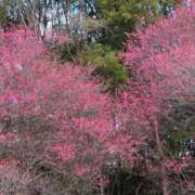 ヒメ日記 2026/01/20 10:48 投稿 さつき 熟女の風俗最終章 沼津店