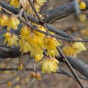 ヒメ日記 2026/01/20 11:02 投稿 さつき 熟女の風俗最終章 沼津店