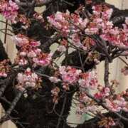 ヒメ日記 2026/01/25 10:08 投稿 さつき 熟女の風俗最終章 沼津店