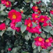 ヒメ日記 2026/01/25 11:11 投稿 さつき 熟女の風俗最終章 沼津店