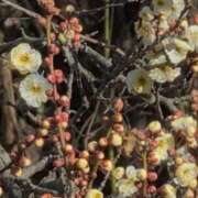 ヒメ日記 2026/01/28 08:48 投稿 さつき 熟女の風俗最終章 沼津店