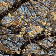 ヒメ日記 2026/02/05 17:57 投稿 さつき 熟女の風俗最終章 沼津店