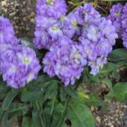 ヒメ日記 2026/02/07 12:46 投稿 さつき 熟女の風俗最終章 沼津店