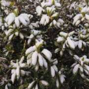 ヒメ日記 2026/02/08 13:28 投稿 さつき 熟女の風俗最終章 沼津店