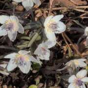 ヒメ日記 2026/02/10 15:47 投稿 さつき 熟女の風俗最終章 沼津店