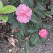 ヒメ日記 2026/02/12 10:08 投稿 さつき 熟女の風俗最終章 沼津店