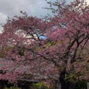 ヒメ日記 2026/02/13 08:08 投稿 さつき 熟女の風俗最終章 沼津店