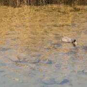ヒメ日記 2026/02/13 10:39 投稿 さつき 熟女の風俗最終章 沼津店