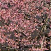 ヒメ日記 2026/02/18 10:18 投稿 さつき 熟女の風俗最終章 沼津店