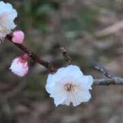 ヒメ日記 2026/02/20 07:30 投稿 さつき 熟女の風俗最終章 沼津店