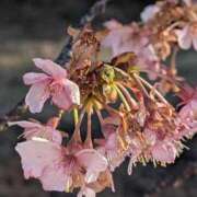 ヒメ日記 2026/02/21 10:48 投稿 さつき 熟女の風俗最終章 沼津店