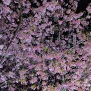 ヒメ日記 2026/02/25 07:28 投稿 さつき 熟女の風俗最終章 沼津店