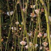 ヒメ日記 2026/03/05 11:22 投稿 さつき 熟女の風俗最終章 沼津店