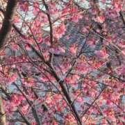 ヒメ日記 2026/03/07 15:08 投稿 さつき 熟女の風俗最終章 沼津店