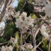 ヒメ日記 2026/03/07 16:53 投稿 さつき 熟女の風俗最終章 沼津店