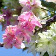 ヒメ日記 2026/03/08 12:34 投稿 さつき 熟女の風俗最終章 沼津店