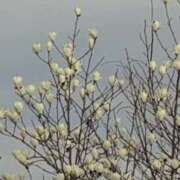 ヒメ日記 2026/03/09 07:34 投稿 さつき 熟女の風俗最終章 沼津店