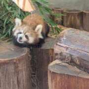 ヒメ日記 2026/03/11 08:19 投稿 さつき 熟女の風俗最終章 沼津店