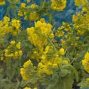 ヒメ日記 2026/03/11 09:20 投稿 さつき 熟女の風俗最終章 沼津店