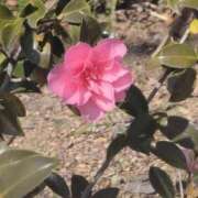 ヒメ日記 2026/03/13 16:28 投稿 さつき 熟女の風俗最終章 沼津店